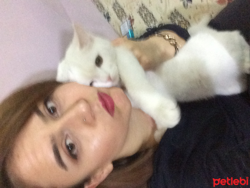 İran Kedisi (Persian), Kedi  Angel fotoğrafı