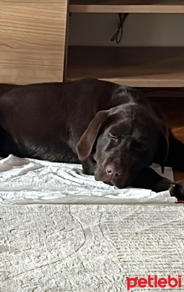Labrador Retriever, Köpek  şeker fotoğrafı