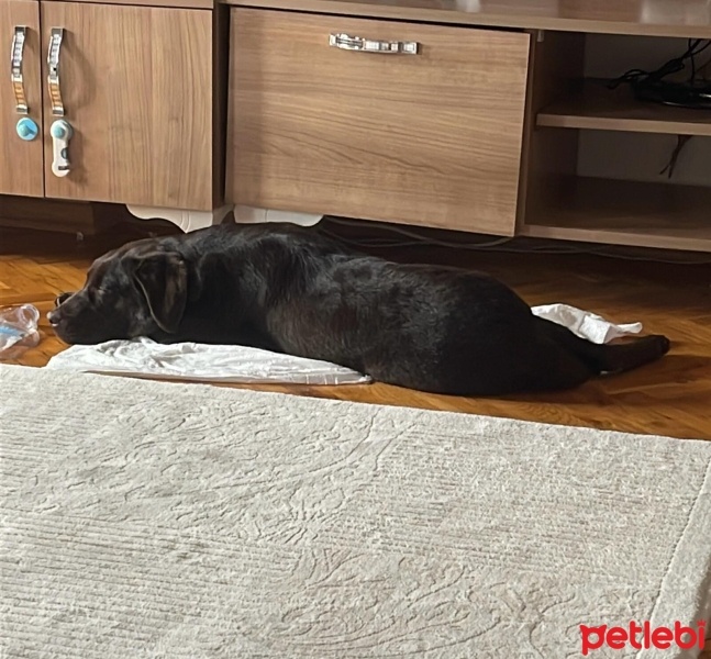 Labrador Retriever, Köpek  şeker fotoğrafı