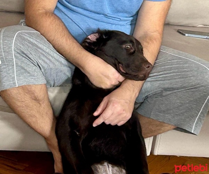 Labrador Retriever, Köpek  şeker fotoğrafı