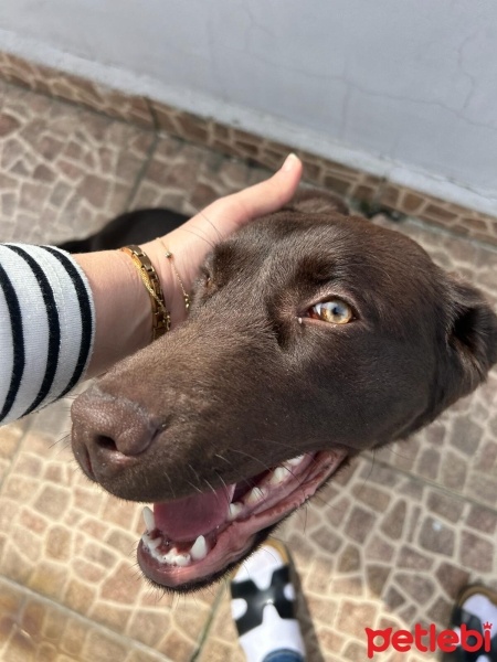 Labrador Retriever, Köpek  şeker fotoğrafı