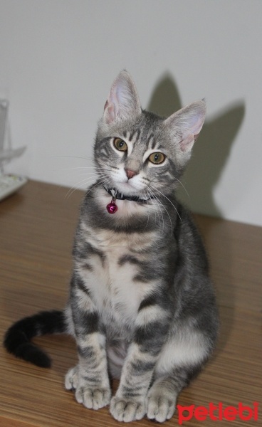 Tekir Kedi, Kedi  Fiko fotoğrafı