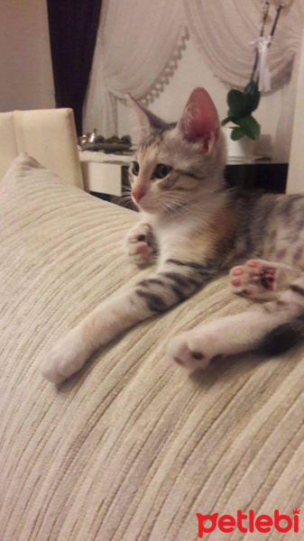 Tekir Kedi, Kedi  Şans fotoğrafı