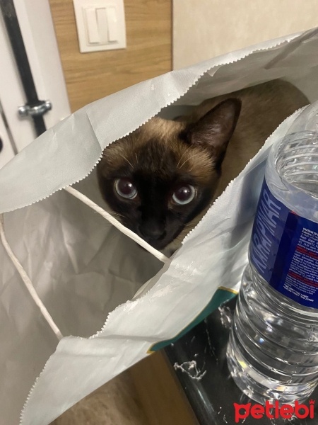Siyam Kedisi, Kedi  Latte fotoğrafı