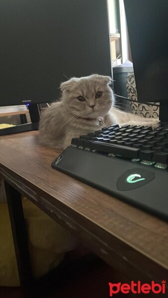 British Shorthair, Kedi  Tombiş fotoğrafı