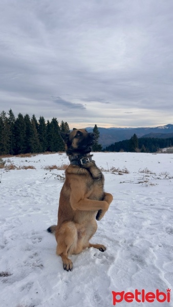 Belçika Malinois, Köpek  Pasha fotoğrafı