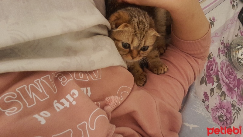 Scottish Fold, Kedi  Boncuk fotoğrafı