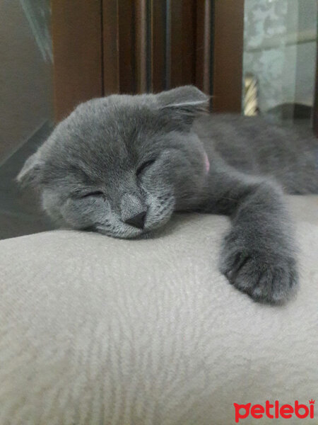 Scottish Fold, Kedi  Lucy fotoğrafı