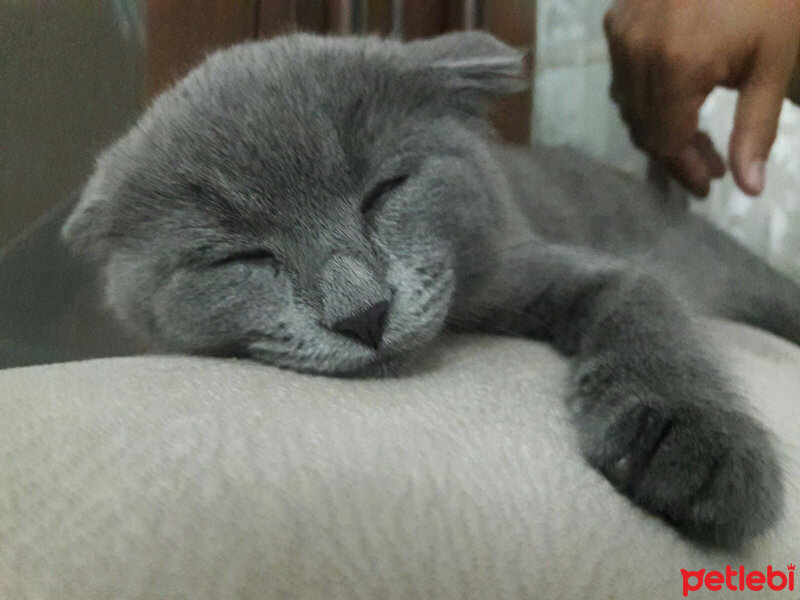 Scottish Fold, Kedi  Lucy fotoğrafı