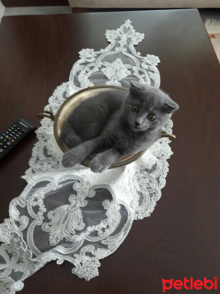 Scottish Fold, Kedi  Lucy fotoğrafı