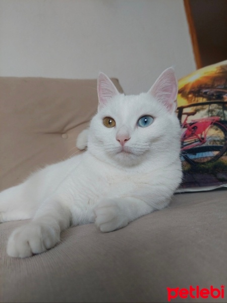 Ankara Kedisi, Kedi  Pamuk fotoğrafı