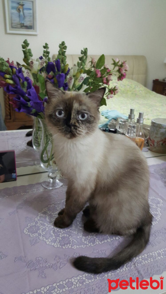 British Shorthair, Kedi  Mırmır fotoğrafı