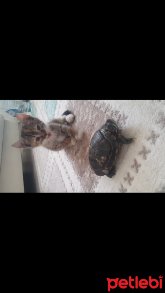 Soke, Kedi  Şans fotoğrafı