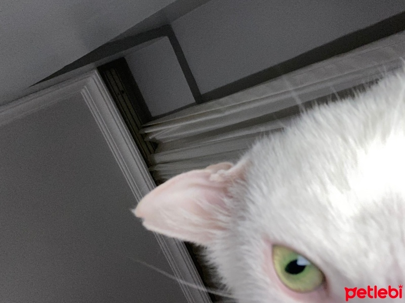 Van Kedisi, Kedi  Pamuk fotoğrafı