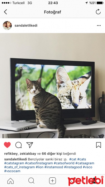 Tekir Kedi, Kedi  Hilda fotoğrafı