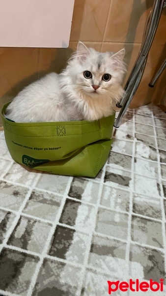 British Shorthair, Kedi  Bulut fotoğrafı