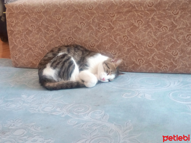Tekir Kedi, Kedi  yavuz fotoğrafı