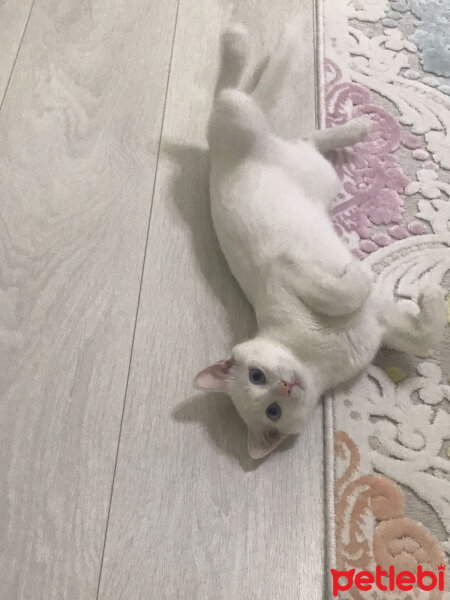 Van Kedisi, Kedi  Lizzie fotoğrafı