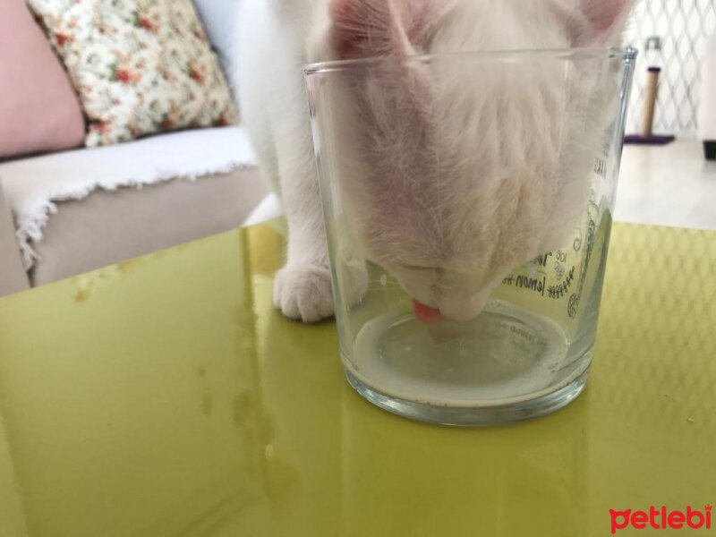 Van Kedisi, Kedi  Lizzie fotoğrafı