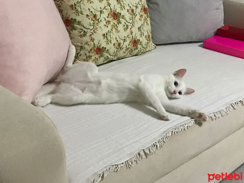 Van Kedisi, Kedi  Lizzie fotoğrafı