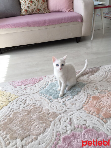 Van Kedisi, Kedi  Lizzie fotoğrafı