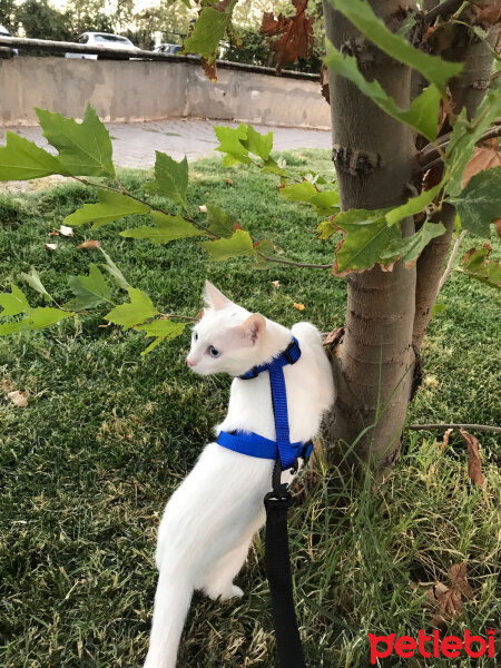 Van Kedisi, Kedi  Lizzie fotoğrafı