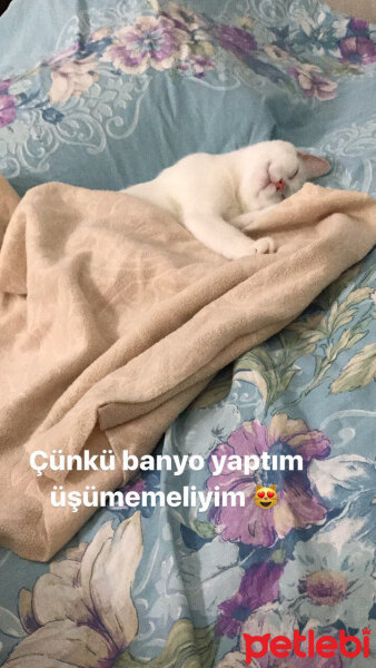 Van Kedisi, Kedi  Lizzie fotoğrafı