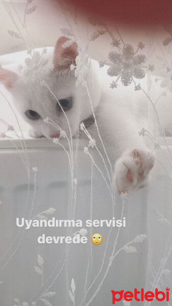 Van Kedisi, Kedi  Lizzie fotoğrafı