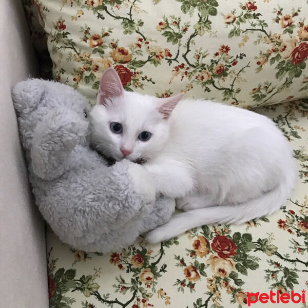 Van Kedisi, Kedi  Lizzie fotoğrafı