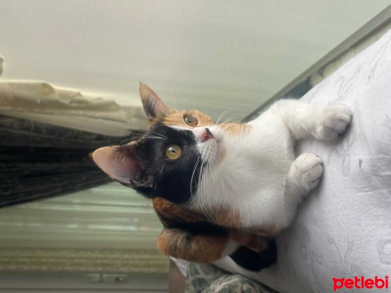 Tekir Kedi, Kedi  Bal fotoğrafı