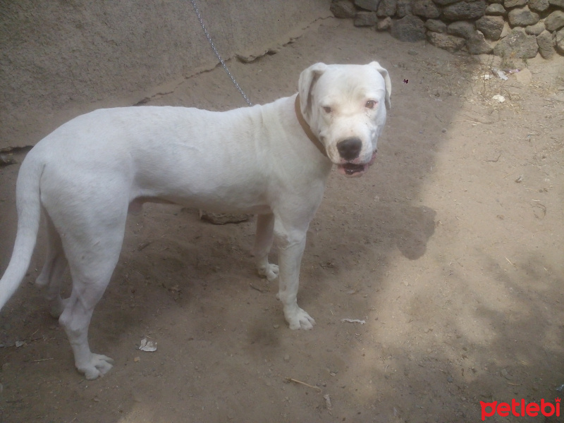 Dogo Arjantin, Köpek  dogo arjantin fotoğrafı
