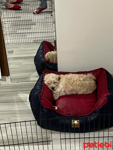 Poodle (Minyatür Kaniş), Köpek  şule fotoğrafı