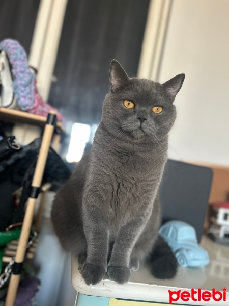 British Shorthair, Kedi  Alfa fotoğrafı