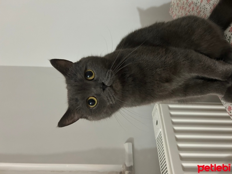 British Shorthair, Kedi  Arya fotoğrafı