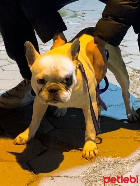 Fransız Bulldog, Köpek  Coni fotoğrafı