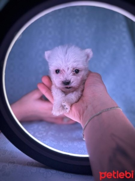 Maltese, Köpek  Maltese Küçük ırk fotoğrafı