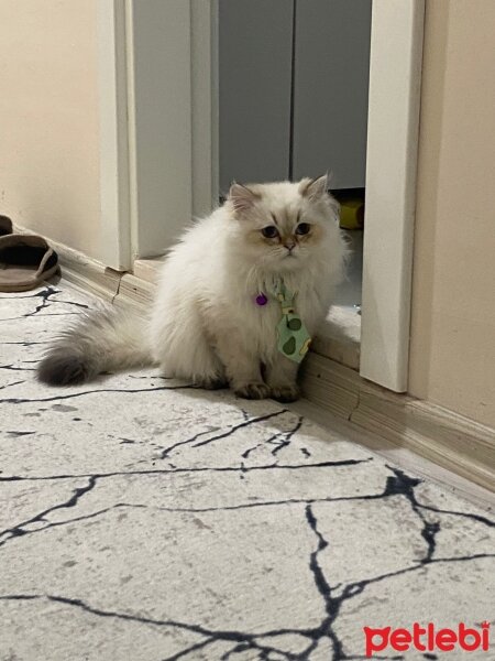 British Longhair, Kedi  Leo fotoğrafı