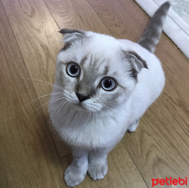 Scottish Fold, Kedi  Afrodit fotoğrafı