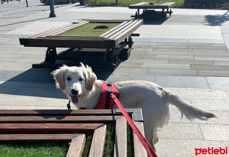 Golden Retriever, Köpek  Venüs fotoğrafı