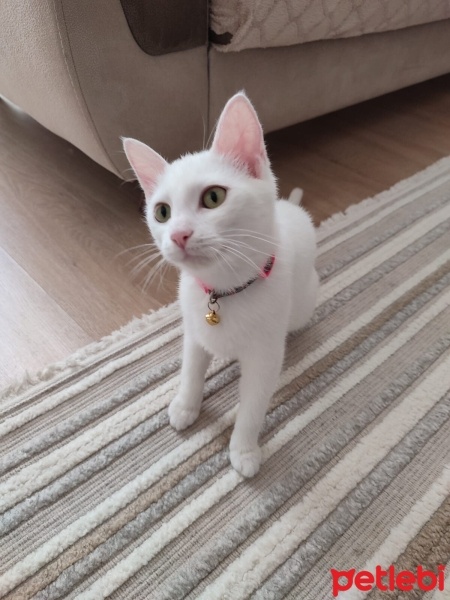 Ankara Kedisi, Kedi  pamuk fotoğrafı