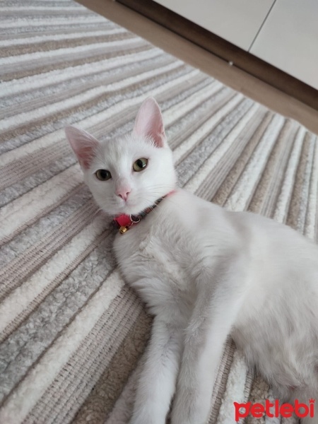 Ankara Kedisi, Kedi  pamuk fotoğrafı
