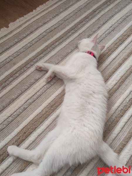 Ankara Kedisi, Kedi  pamuk fotoğrafı