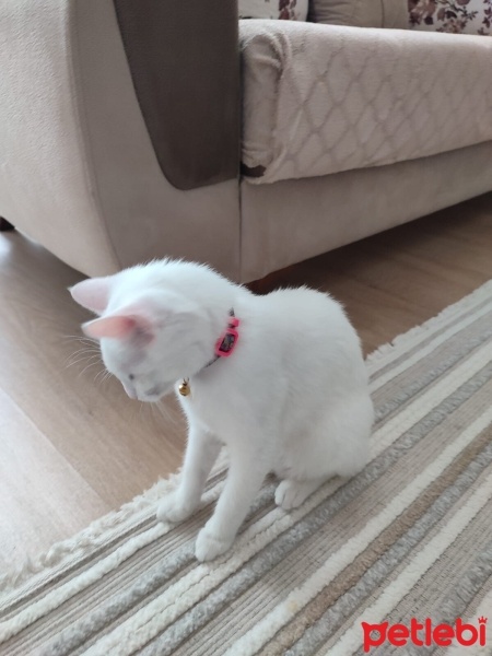 Ankara Kedisi, Kedi  pamuk fotoğrafı