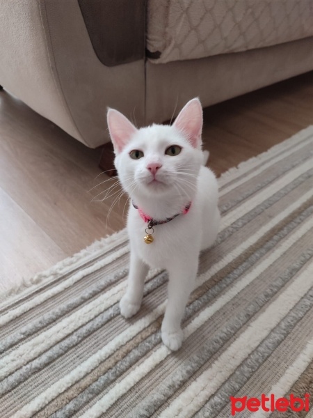 Ankara Kedisi, Kedi  pamuk fotoğrafı