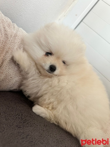 Pomeranyalı, Köpek  harmest fotoğrafı