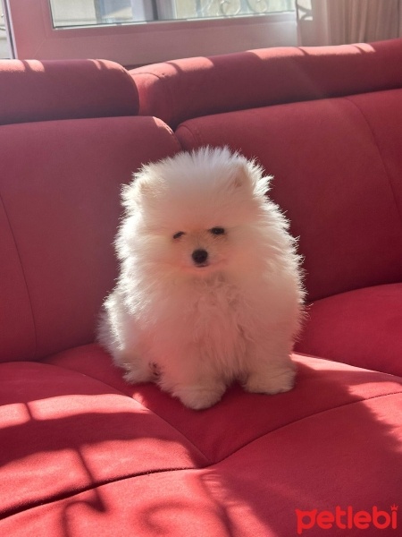 Pomeranyalı, Köpek  harmest fotoğrafı