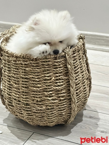 Pomeranyalı, Köpek  harmest fotoğrafı