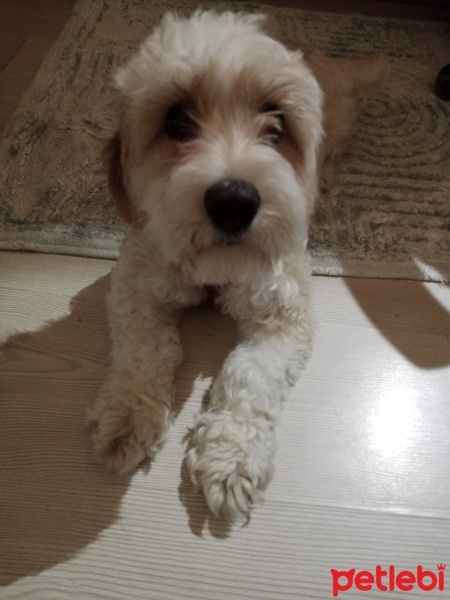 Maltese, Köpek  Sisa fotoğrafı