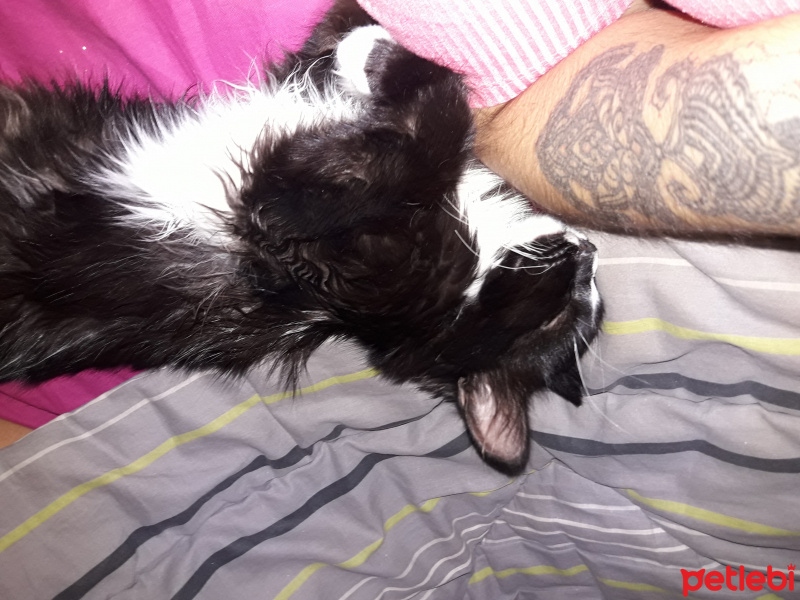 Tuxedo (Smokin) Kedi, Kedi  Loki fotoğrafı