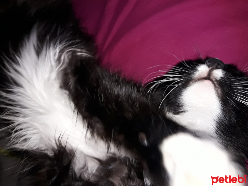 Tuxedo (Smokin) Kedi, Kedi  Loki fotoğrafı
